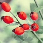 Is using rose oil really effective as an anti-aging treatment? Find out here!