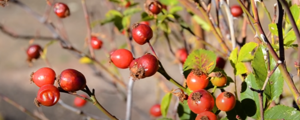 Rosa Mosqueta Planta