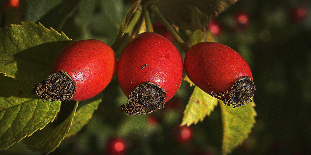 Rosa Mosqueta Trepadora Rosa Mosqueta Trepadora