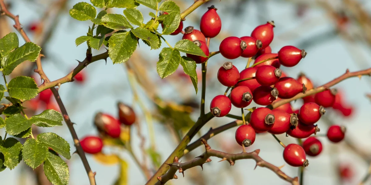 Rosa Mosqueta Europa mejores aceites de rosa mosqueta puros 100 por cien
